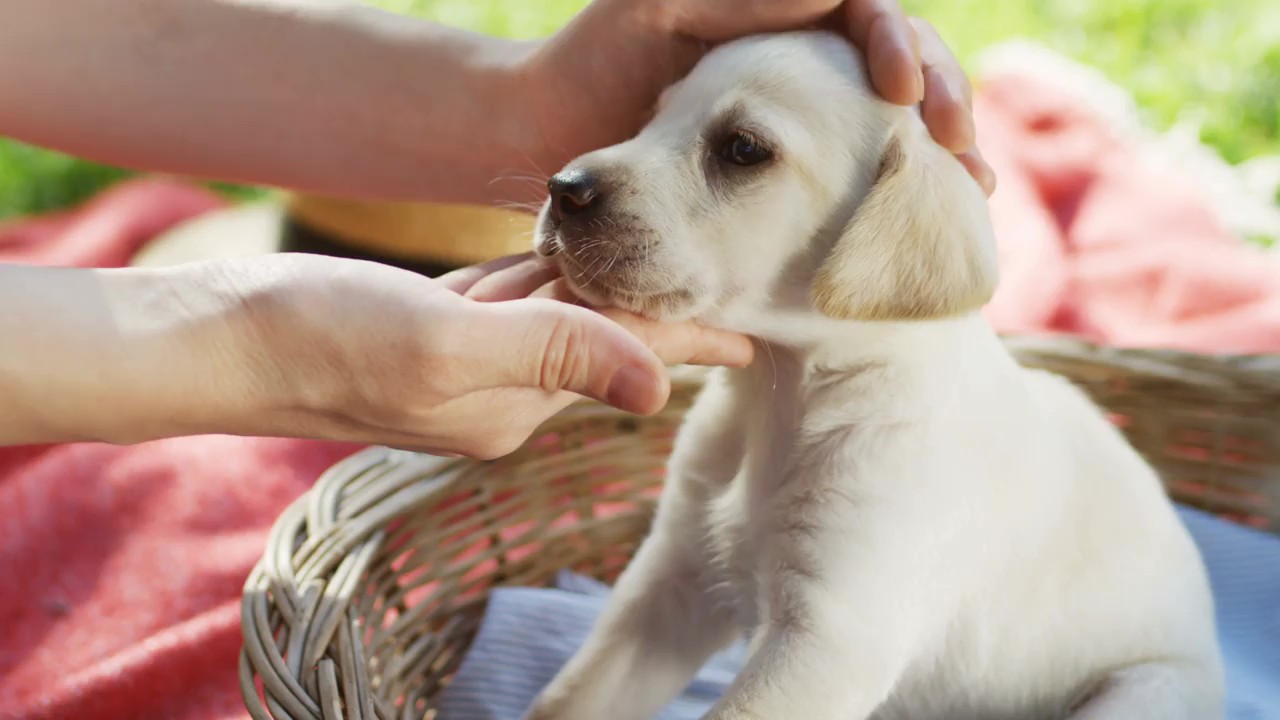 Birch Island Veterinary Center